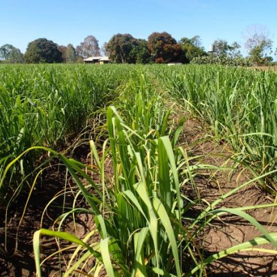 Sugarcane crop with trees and house in background under blue sky.